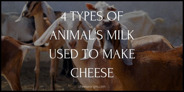 4 Common Types of Animal's Milk Used to Make Cheese